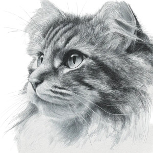 Fluffy Siberian Cat Vinyl Car Decal Sticker – Waterproof & UV-Resistant 3.4133333333333336"