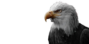 Patriotic Eagle V11 Vinyl Car Decal Sticker – Waterproof & UV-Resistant 5.12"