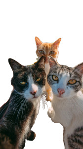 Beach Cats Carnival Vinyl Car Decal Sticker – Waterproof & UV-Resistant 4.8533333333333335"