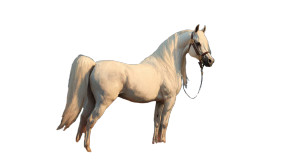 Majestic Arabian Stallion Vinyl Car Decal Sticker – Waterproof & UV-Resistant 5.4