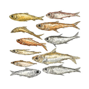 Dried Small Fish Vinyl Car Decal Sticker – Waterproof & UV-Resistant 3.4133333333333336"