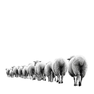 Line Of Sheep Vinyl Car Decal Sticker – Waterproof & UV-Resistant 3.4133333333333336" Line Of Sheep Vinyl Car Decal Sticker – Waterproof & UV-Resistant 3.4133333333333336"