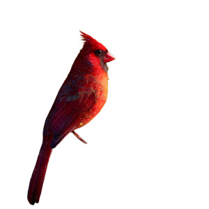 Magical Cardinal Vinyl Car Decal Sticker – Waterproof & UV-Resistant 3.4133333333333336"