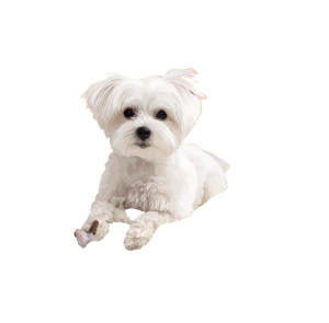 Cute Maltese Dog V6 Vinyl Car Decal Sticker – Waterproof & UV-Resistant 3.4133333333333336" Cute Maltese Dog V6 Vinyl Car Decal Sticker – Waterproof & UV-Resistant 3.4133333333333336"