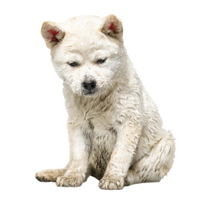 Sad Jindo Puppy Vinyl Car Decal Sticker – Waterproof & UV-Resistant 3.4133333333333336"