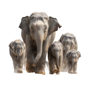 Baby Asian Elephants Vinyl Car Decal Sticker – Waterproof & UV-Resistant 6.826666666666667"