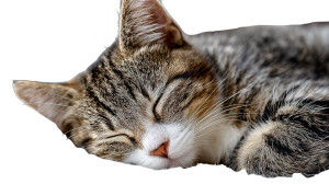 Sleeping Cat V20 Vinyl Car Decal Sticker – Waterproof & UV-Resistant 5.4