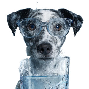 Liquid Glasses Dog Vinyl Car Decal Sticker – Waterproof & UV-Resistant 3.4133333333333336"