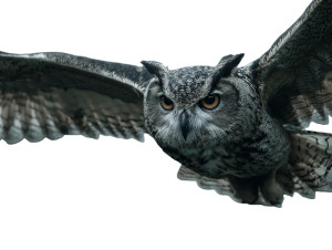 Gothic Horned Owl Vinyl Car Decal Sticker – Waterproof & UV-Resistant 3.0933333333333333"