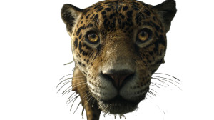 Jaguar Close-Up Vinyl Car Decal Sticker – Waterproof & UV-Resistant 2.72" Jaguar Close-Up Vinyl Car Decal Sticker – Waterproof & UV-Resistant 2.72"