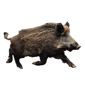 Wild Boar Running Vinyl Car Decal Sticker – Waterproof & UV-Resistant 3.4133333333333336" Wild Boar Running Vinyl Car Decal Sticker – Waterproof & UV-Resistant 3.4133333333333336"
