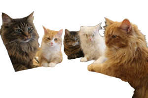 Professional Cats Meeting Vinyl Car Decal Sticker – Waterproof & UV-Resistant 2.986666666666667"