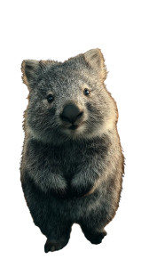 Cute Smiling Wombat Vinyl Car Decal Sticker – Waterproof & UV-Resistant 4.8533333333333335" Cute Smiling Wombat Vinyl Car Decal Sticker – Waterproof & UV-Resistant 4.8533333333333335"