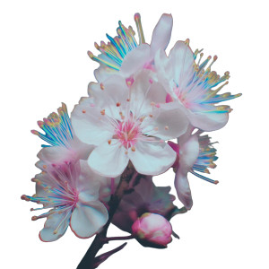 Apple Blossoms Vinyl Car Decal Sticker – Waterproof & UV-Resistant 6.826666666666667"