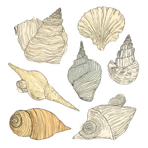 Seashells Illustration Vinyl Car Decal Sticker – Waterproof & UV-Resistant 6.826666666666667" Seashells Illustration Vinyl Car Decal Sticker – Waterproof & UV-Resistant 6.826666666666667"