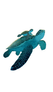 Mother And Baby Turtle Vinyl Car Decal Sticker – Waterproof & UV-Resistant 4.746666666666667"