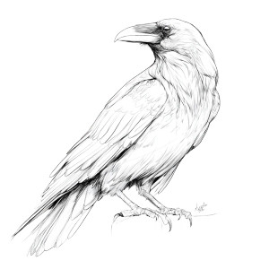 Raven Outline Vinyl Car Decal Sticker – Waterproof & UV-Resistant 3.4133333333333336" Raven Outline Vinyl Car Decal Sticker – Waterproof & UV-Resistant 3.4133333333333336"