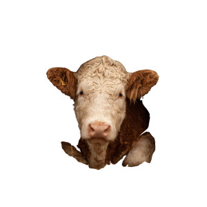 Cow In Cocoon Vinyl Car Decal Sticker – Waterproof & UV-Resistant 3.4133333333333336" Cow In Cocoon Vinyl Car Decal Sticker – Waterproof & UV-Resistant 3.4133333333333336"