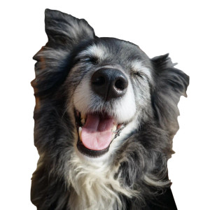 Smiling Dog V5 Vinyl Car Decal Sticker – Waterproof & UV-Resistant 6.826666666666667"