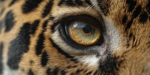 Jaguar Eye Close-Up Vinyl Car Decal Sticker – Waterproof & UV-Resistant 5.12"