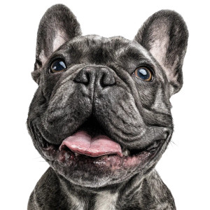 Happy French Bulldog V11 Vinyl Car Decal Sticker – Waterproof & UV-Resistant 3.4133333333333336" Happy French Bulldog V11 Vinyl Car Decal Sticker – Waterproof & UV-Resistant 3.4133333333333336"