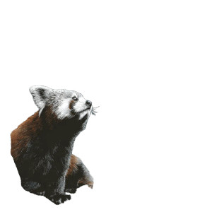Red Panda Sketch Vinyl Car Decal Sticker – Waterproof & UV-Resistant 3.4133333333333336" Red Panda Sketch Vinyl Car Decal Sticker – Waterproof & UV-Resistant 3.4133333333333336"