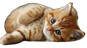 Cute Belly-Stroking Kitten Vinyl Car Decal Sticker – Waterproof & UV-Resistant 2.72"