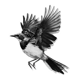 Mockingbird Flight Vinyl Car Decal Sticker – Waterproof & UV-Resistant 3.4133333333333336"
