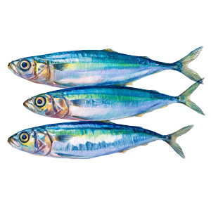 Colorful Sardines Drawing Vinyl Car Decal Sticker – Waterproof & UV-Resistant 6.826666666666667"