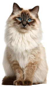 Ragdoll Cat Portrait V5 Vinyl Car Decal Sticker – Waterproof & UV-Resistant 4.8533333333333335" Ragdoll Cat Portrait V5 Vinyl Car Decal Sticker – Waterproof & UV-Resistant 4.8533333333333335"
