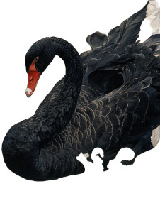 Black Swan Feather Vinyl Car Decal Sticker – Waterproof & UV-Resistant 4.1066666666666665"