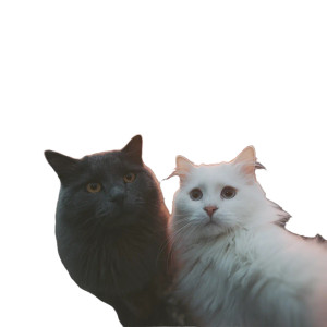 Cats Taking Selfie V32 Vinyl Car Decal Sticker – Waterproof & UV-Resistant 6.826666666666667"