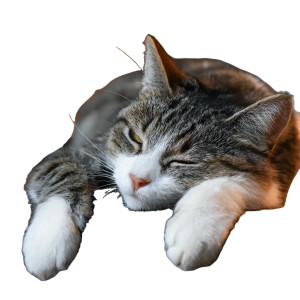Cat On Hostess Vinyl Car Decal Sticker – Waterproof & UV-Resistant 3.4133333333333336"