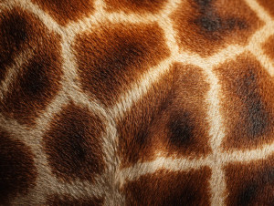 Giraffe Skin Texture V2 Vinyl Car Decal Sticker – Waterproof & UV-Resistant 6.1866666666666665"