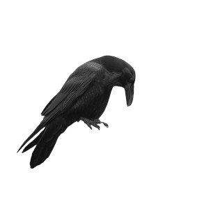 Ancient Shamanic Crow Vinyl Car Decal Sticker – Waterproof & UV-Resistant 6.826666666666667"
