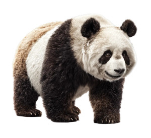 Panda Rendering Vinyl Car Decal Sticker – Waterproof & UV-Resistant 3.4133333333333336" Panda Rendering Vinyl Car Decal Sticker – Waterproof & UV-Resistant 3.4133333333333336"