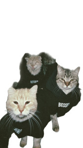 Angry Blessed Cats Vinyl Car Decal Sticker – Waterproof & UV-Resistant 4.8533333333333335"