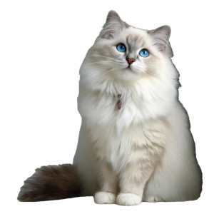 Fluffy Ragdoll Cat V9 Vinyl Car Decal Sticker – Waterproof & UV-Resistant 3.4133333333333336" Fluffy Ragdoll Cat V9 Vinyl Car Decal Sticker – Waterproof & UV-Resistant 3.4133333333333336"