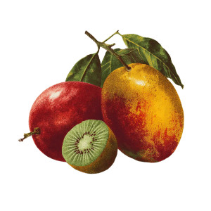 Vintage Fruit Illustration Vinyl Car Decal Sticker – Waterproof & UV-Resistant 3.4133333333333336" Vintage Fruit Illustration Vinyl Car Decal Sticker – Waterproof & UV-Resistant 3.4133333333333336"
