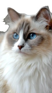 Ragdoll Cat V9 Vinyl Car Decal Sticker – Waterproof & UV-Resistant 4.8533333333333335" Ragdoll Cat V9 Vinyl Car Decal Sticker – Waterproof & UV-Resistant 4.8533333333333335"