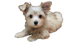 Cute Sitting Puppy Vinyl Car Decal Sticker – Waterproof & UV-Resistant 5.4