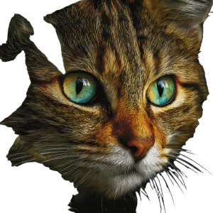 Tiger-Like Cat Vinyl Car Decal Sticker – Waterproof & UV-Resistant 3.4133333333333336" Tiger-Like Cat Vinyl Car Decal Sticker – Waterproof & UV-Resistant 3.4133333333333336"