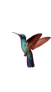 Iridescent Hummingbird V3 Vinyl Car Decal Sticker – Waterproof & UV-Resistant 4.8533333333333335" Iridescent Hummingbird V3 Vinyl Car Decal Sticker – Waterproof & UV-Resistant 4.8533333333333335"