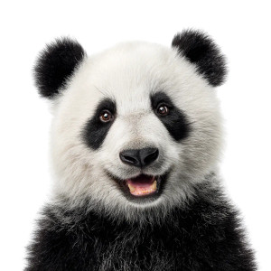 Smiling Panda V2 Vinyl Car Decal Sticker – Waterproof & UV-Resistant 6.826666666666667" Smiling Panda V2 Vinyl Car Decal Sticker – Waterproof & UV-Resistant 6.826666666666667"