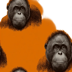 Orangutan Portrait V2 Vinyl Car Decal Sticker – Waterproof & UV-Resistant 3.4133333333333336" Orangutan Portrait V2 Vinyl Car Decal Sticker – Waterproof & UV-Resistant 3.4133333333333336"