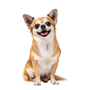 Happy Chihuahua V5 Vinyl Car Decal Sticker – Waterproof & UV-Resistant 3.4133333333333336"