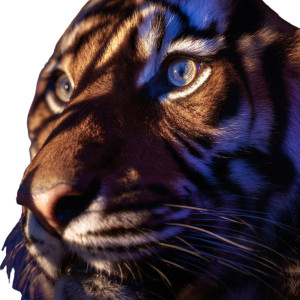 Tigre Photography Vinyl Car Decal Sticker – Waterproof & UV-Resistant 3.4133333333333336" Tigre Photography Vinyl Car Decal Sticker – Waterproof & UV-Resistant 3.4133333333333336"