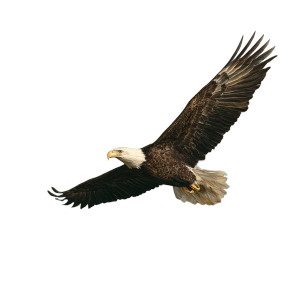 Majestic Bald Eagle V17 Vinyl Car Decal Sticker – Waterproof & UV-Resistant 6.826666666666667"