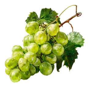 Green Grapes V3 Vinyl Car Decal Sticker – Waterproof & UV-Resistant 3.4133333333333336"