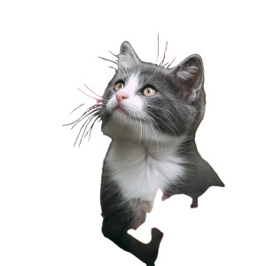 Playful Kitten V5 Vinyl Car Decal Sticker – Waterproof & UV-Resistant 3.4133333333333336" Playful Kitten V5 Vinyl Car Decal Sticker – Waterproof & UV-Resistant 3.4133333333333336"